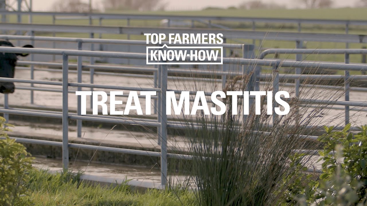 MASTITIS SERIES: TREAT MASTITIS