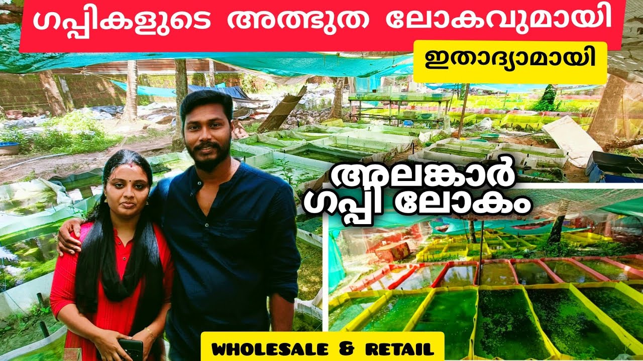 ഗപ്പികളുടെ അത്ഭുതലോകവുമായി അലങ്കാർ ഗപ്പി ഫാം | ALANGAR GUPPY FARM guppy/guppyfish/guppybulkbreeding