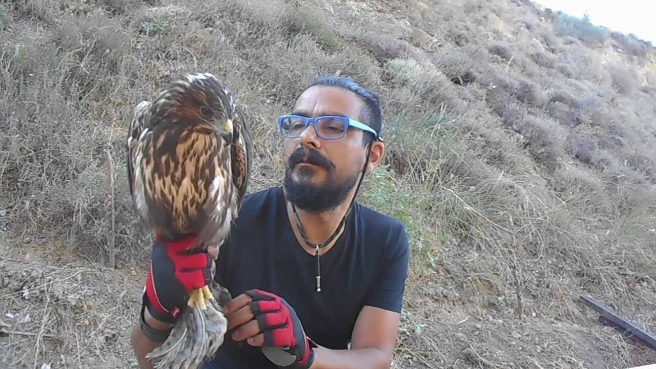 Aguila Ratonera .