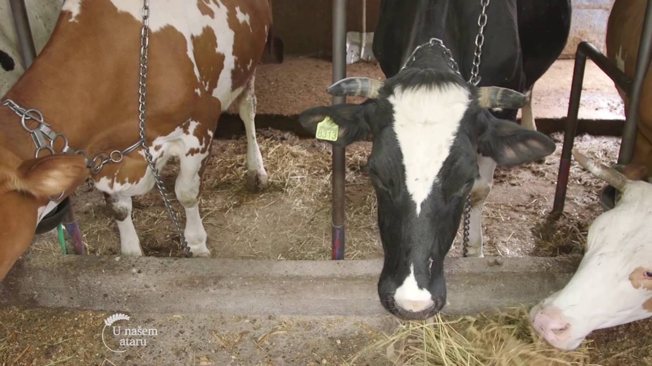 Farma krava i proizvodnja mleka u selu Cukovine - U nasem ataru 644