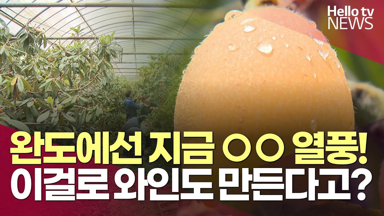 완도서 비파 수확 '한창'&hellip;가공 식품 개발 나서ㅣ#헬로tv뉴스