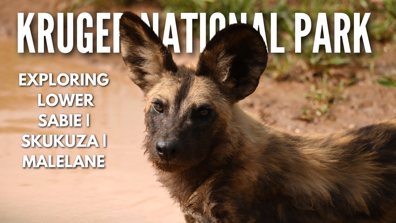 Kruger National Park | Lower Sabie| Skukuza| Malelane | Kruger South | Leopard | Elephants | Lion