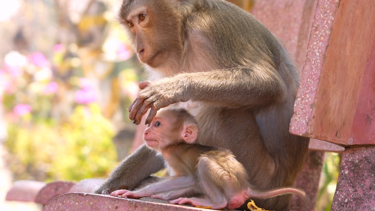 A mother is always there to protect and cherish her little one, never leaving