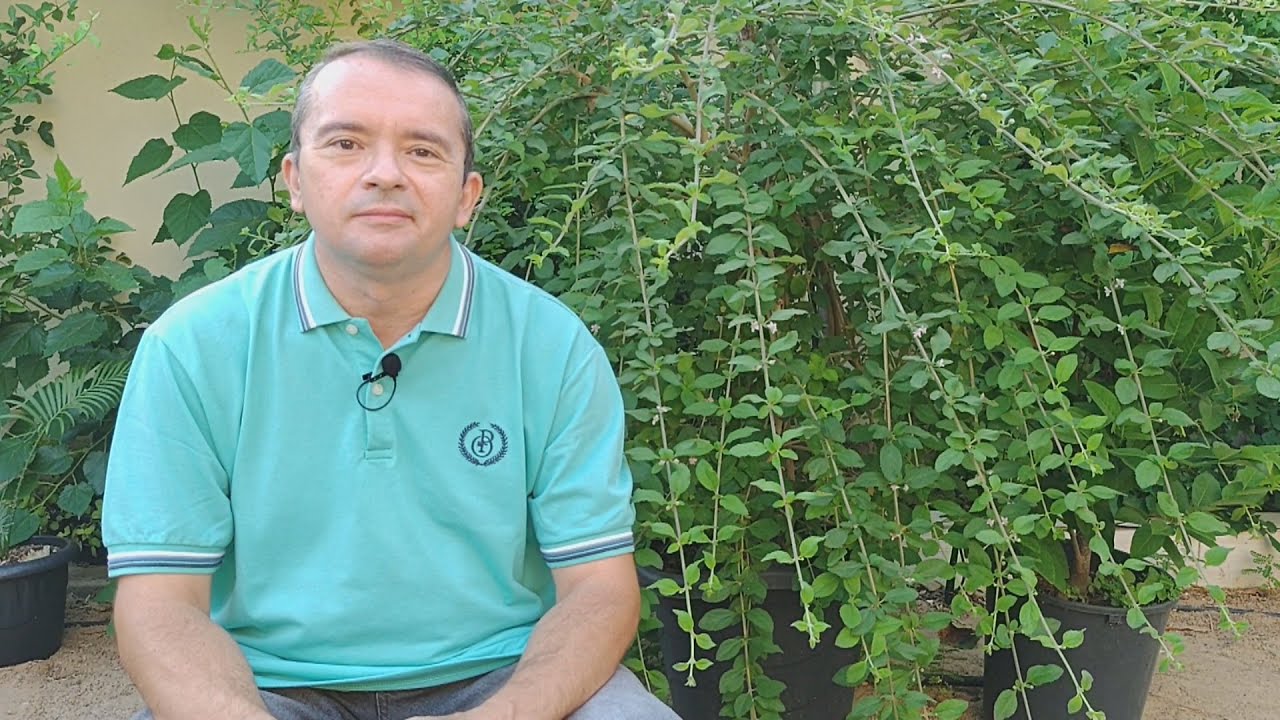 Erva cidreira dicas de como plantar, cuidar e fazer mudas