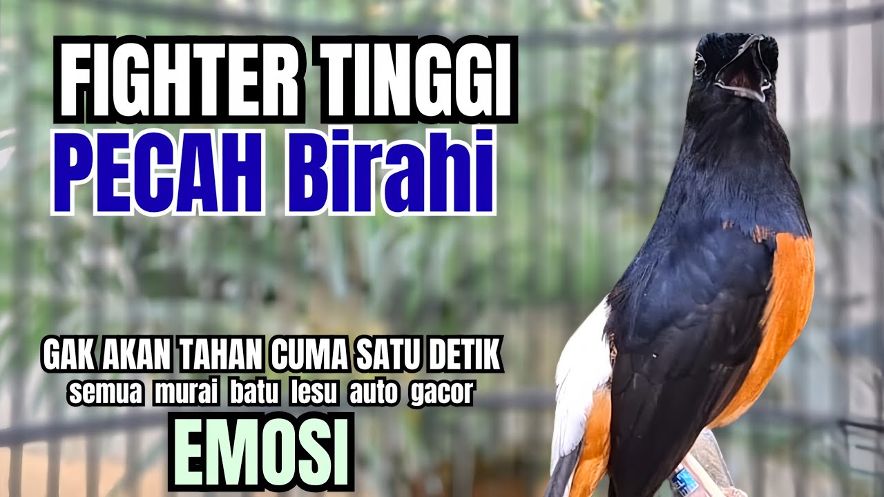 Murai batu GACOR TEMBAKAN MEWAH cocok untuk PANCINGAN agar bunyi JADIKAN burung murai gacor RESPON