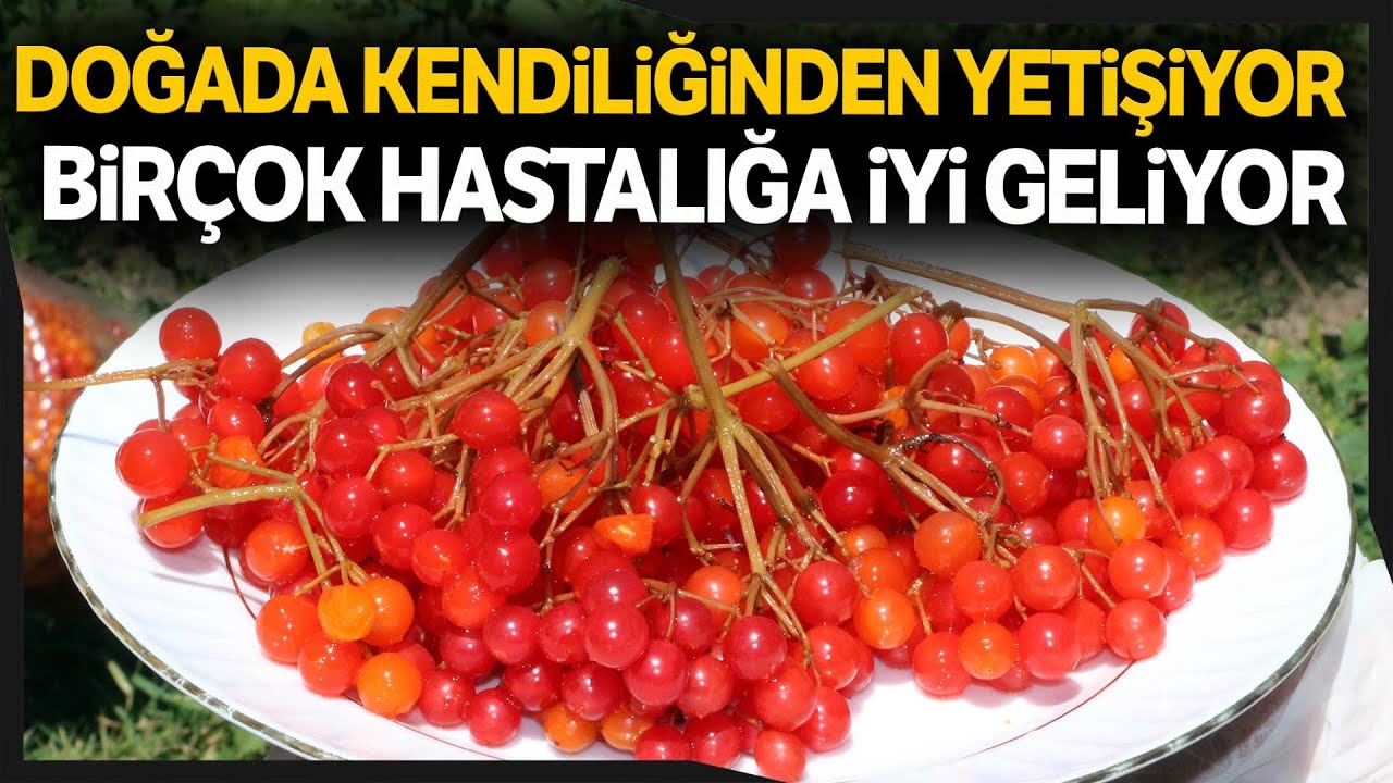 Doğada Kendiliğinden Yetişen 'Gilaburu Meyvesi' Şifa Dağıtıyor