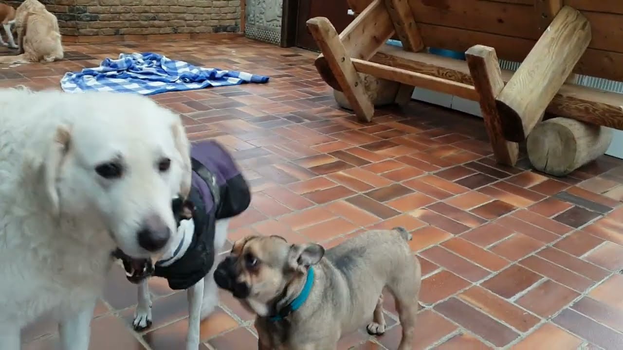 Wintergarten Problem Hunde der Tierherberge Donzdorf e.V.