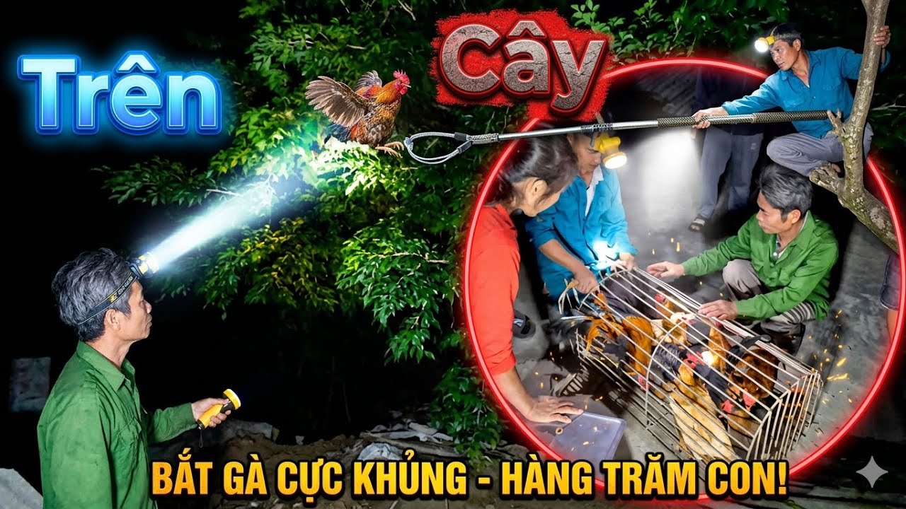 Muốn Bắt Được G&agrave; Nh&agrave; B&aacute;c Th&ocirc;ng Để Thịt Th&igrave; Thực Sự N&oacute; Rất Kh&oacute;, Huy Động Cả Nh&agrave; Bắt G&agrave; Cho B&aacute;c Th&ocirc;ng