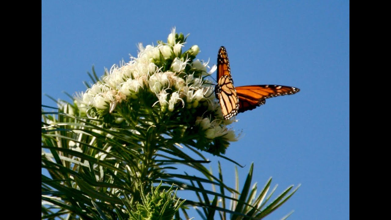 Intro to Backyard Butterflies - SoCalNPG - Ep.31