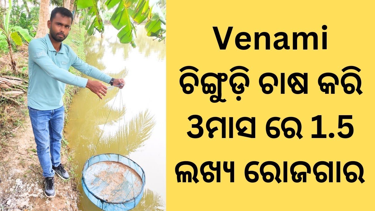 Venami Shrimp farming in Odisha details video by Organic Oodisha. Shrimp Farming Venami Chingudi