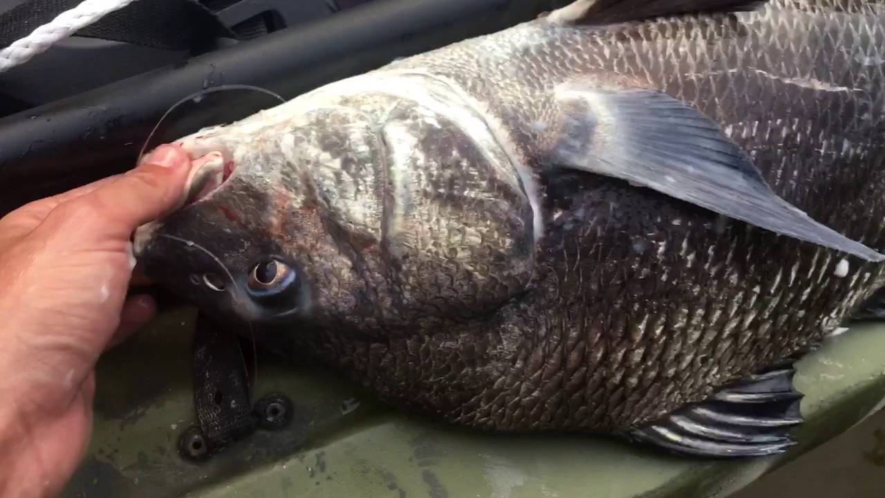 The Sound of Black Drum