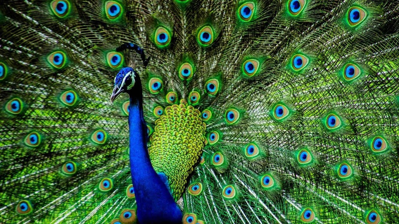 Peacock Opening its Feathers | Peacock Train Rattling | Taha in Zoo