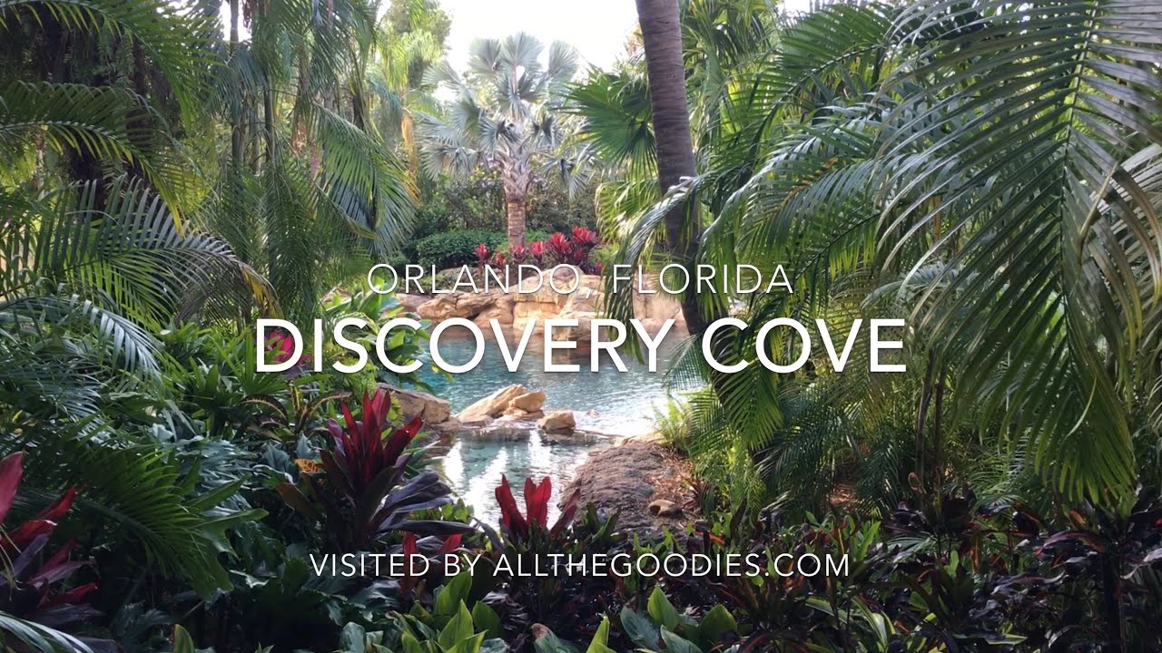 Discovery Cove, Орландо 4K | allthegoodies.com