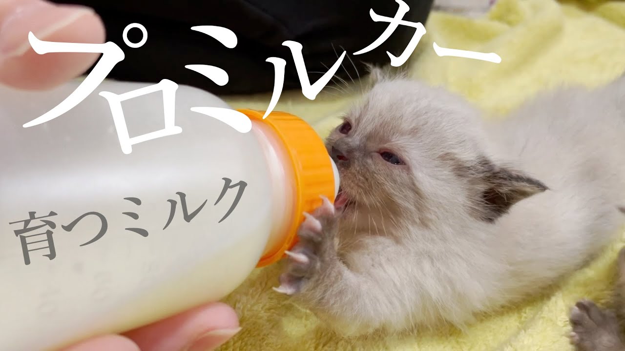 子猫のミルク「もう哺乳瓶でミルク飲むの余裕ッス！」★高速ふみふみ★3日目〈保護猫〉～Kitten growth record～