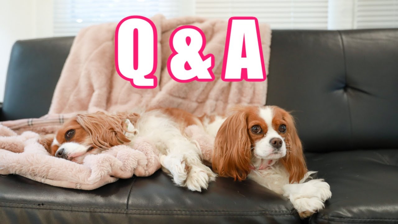 Q&A: HOW TO TAKE CARE OF A CAVALIER, TRAINING, GROOMING TIPS, POTTY TRAINING ADVICE ETC