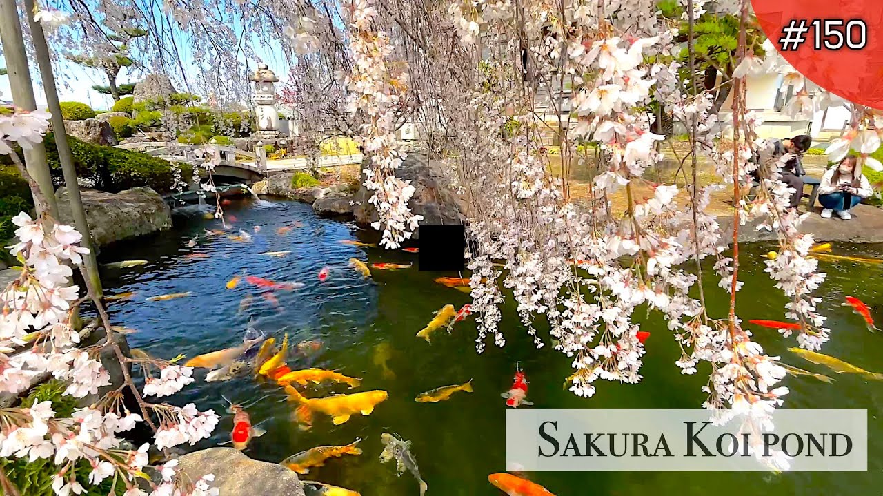 Sakura and Koi pond(Komaki, Aichi)
