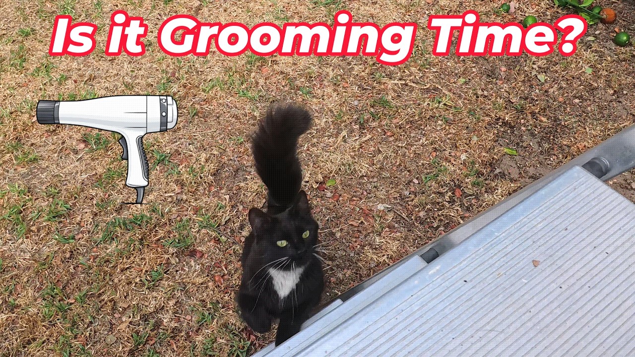 This Grooming brush sounds rough but she is obsessed with it and never wants it to stop!