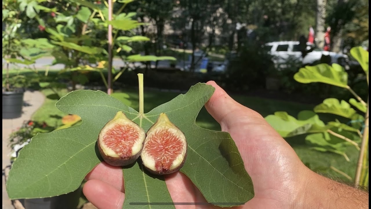 Ronde De Bordeaux Fig