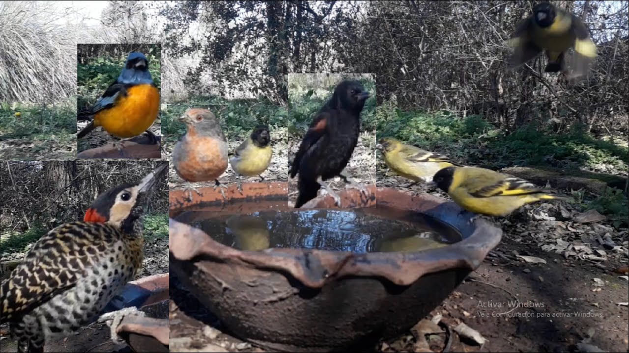 #63 Boyerito Carpintero real Cortarrama Cabecita negra Naranjero Jilguero Torcacita Benteveo 290725A