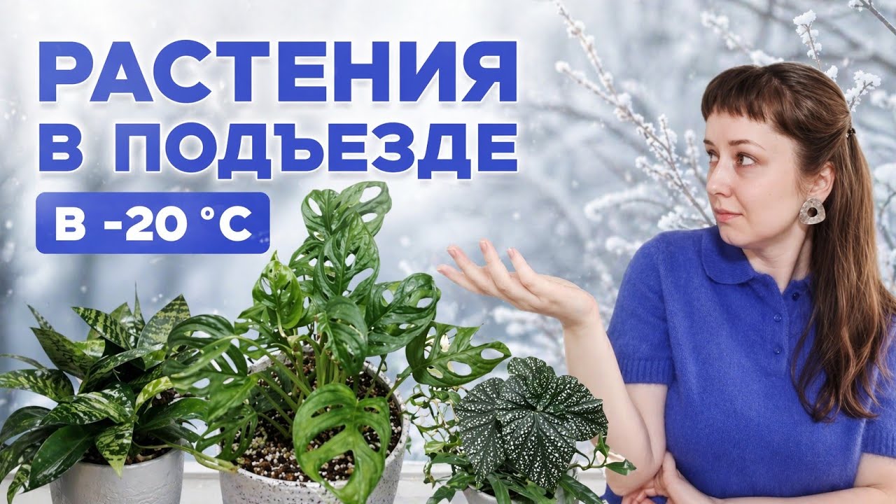 Что будет с растениями в подъезде при –20°C