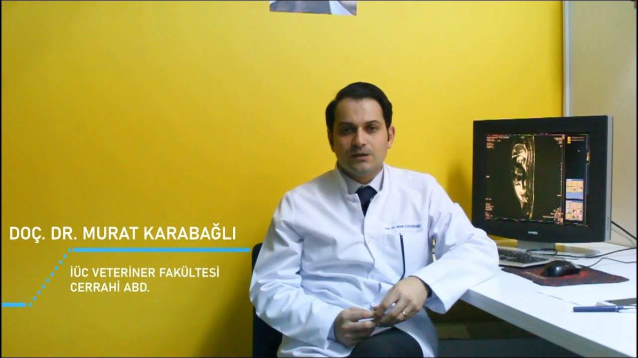 Doç. Dr. Murat KARABAĞLI-Kedi ve Köpeklerde GİS Yabancı Cisim Şüphesinde Tanı Yöntemlerinde Sıralama