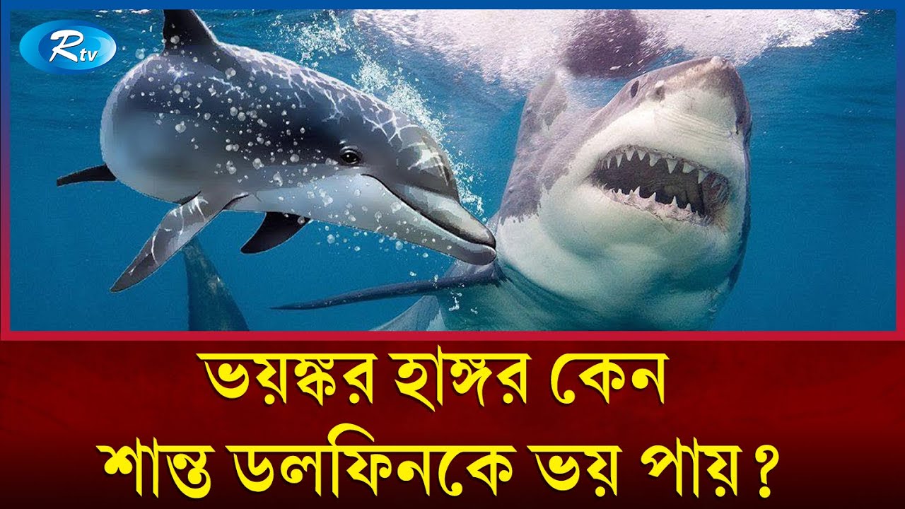শান্ত স্বভাবের ডলফিন কীভাবে হাঙ্গরকে ঘায়েল করে? | Dolphin shark | Rtv News