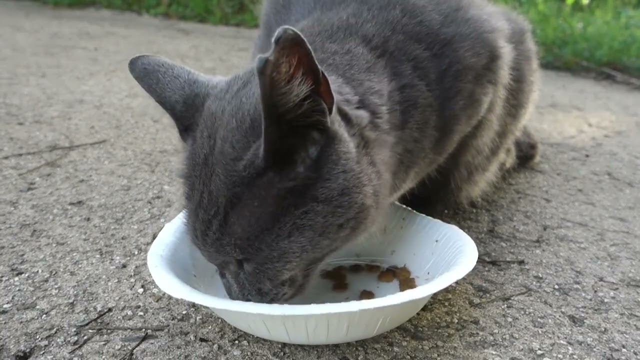 【Cat Video】 meowmeow Happy #cat  #cats  #cute