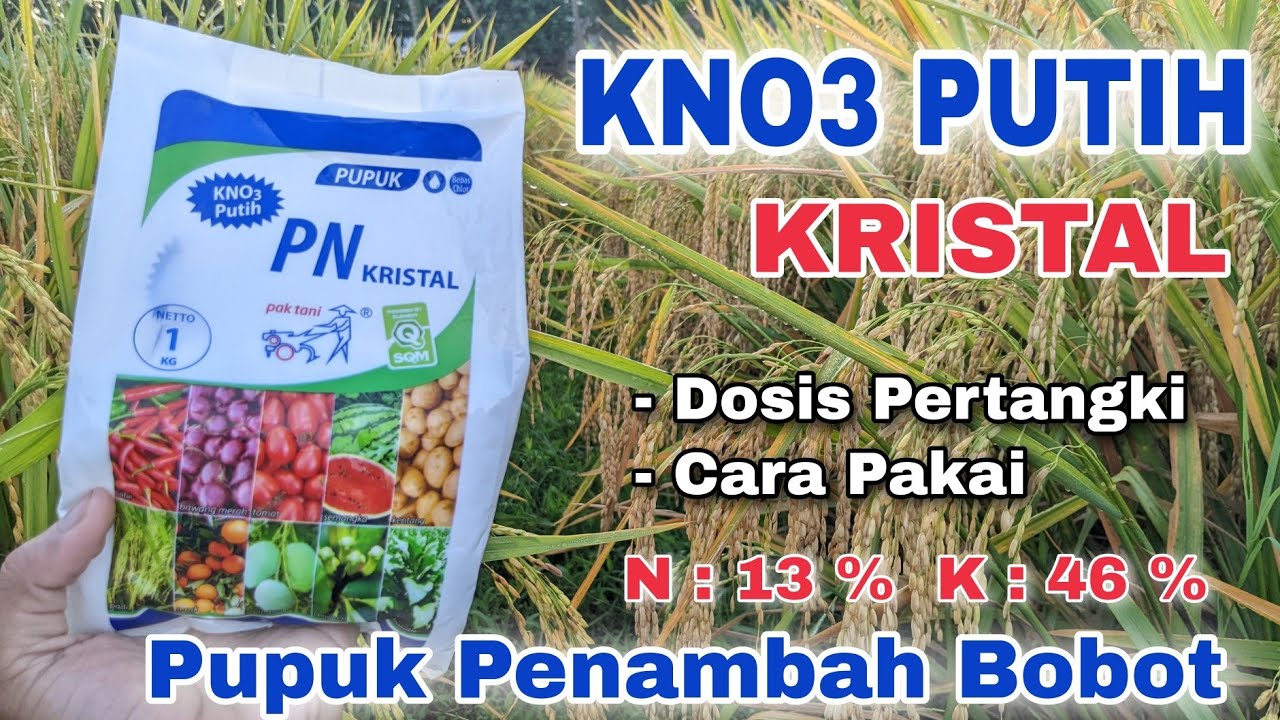 Dosis Dan Manfaat Pupuk KNO3 Putih Kristal Sebagai Pupuk Pengisian Bulir Dan Penambah Bobot Padi