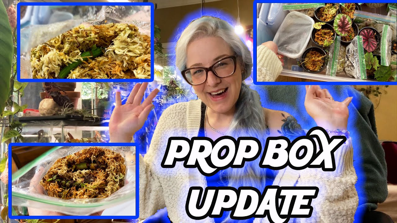 House Plant Propagation Box Update (Begonias & Monstera)