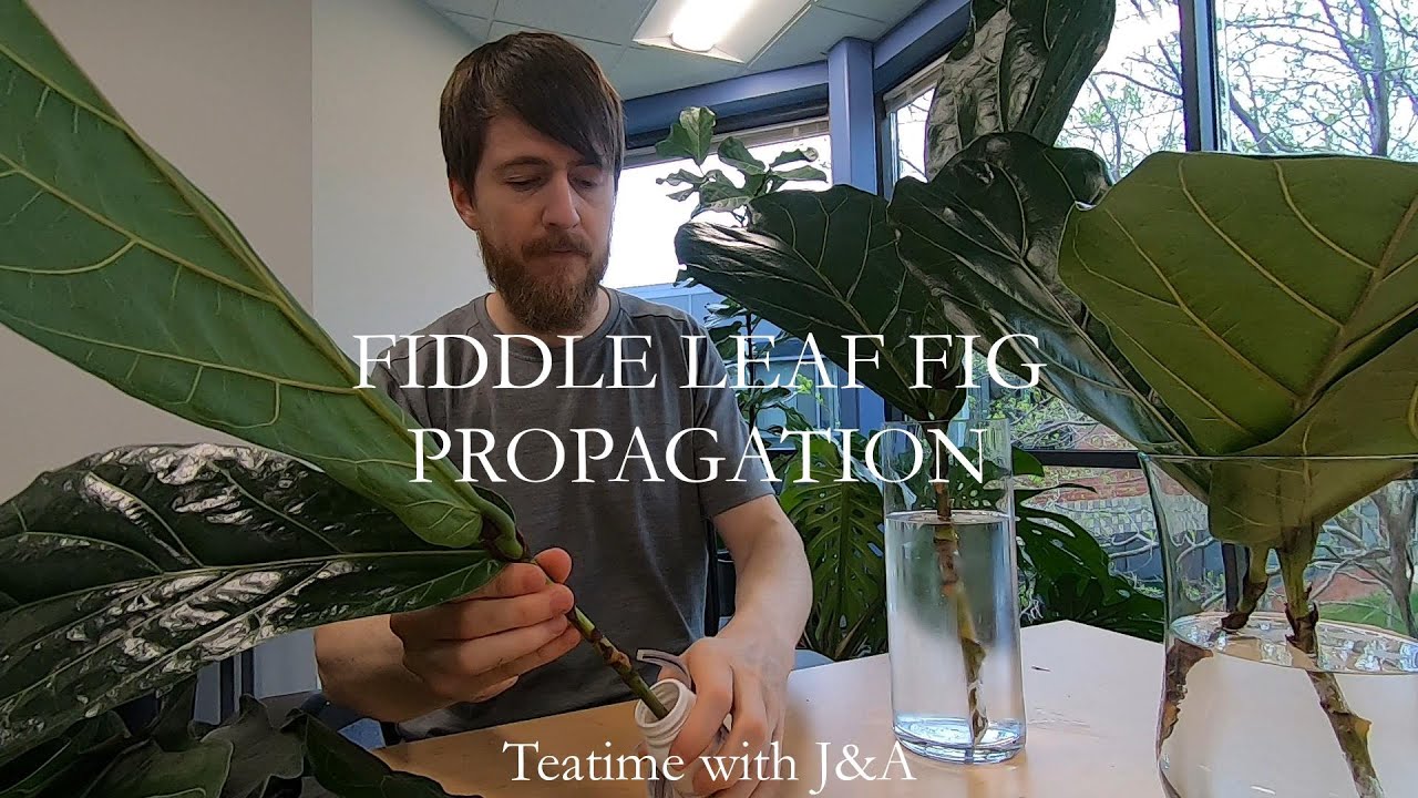 Fiddle Leaf Fig Propagation and Pruning | Detailed how-to for successful propagation