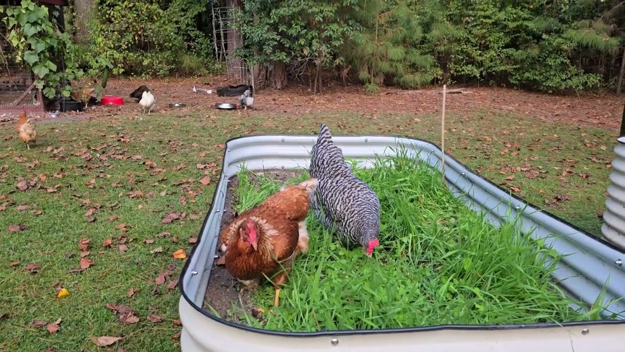 Chickens enjoying wheat grass, with brief appearance by Betty