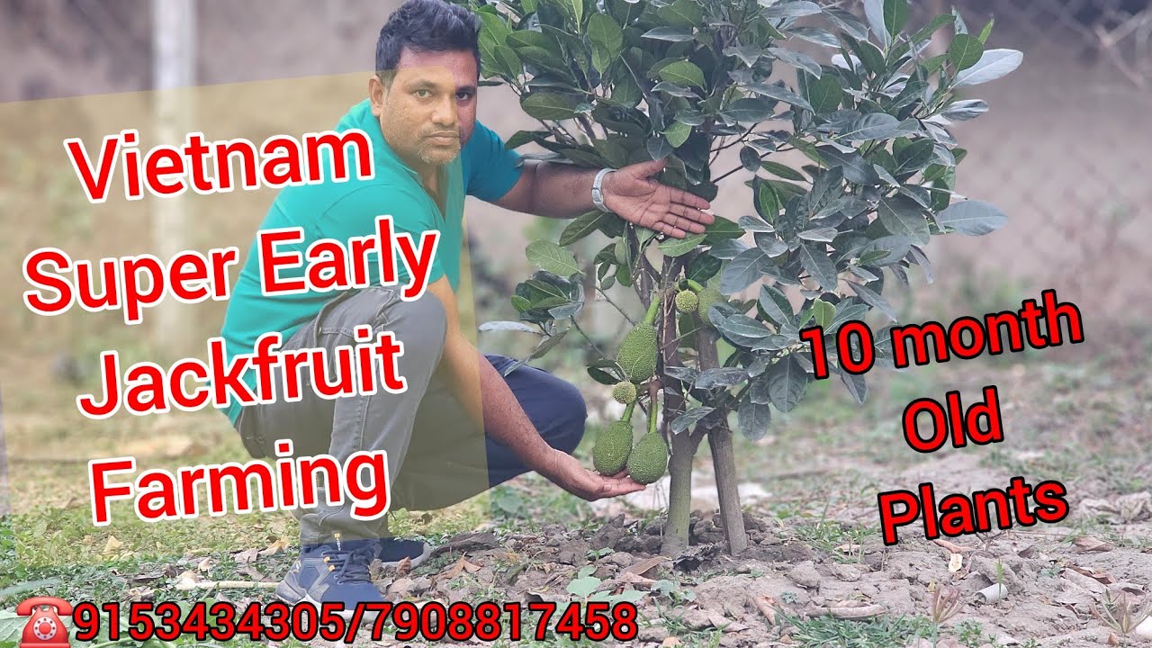 Vietnam Super Early Jackfruit Farming
