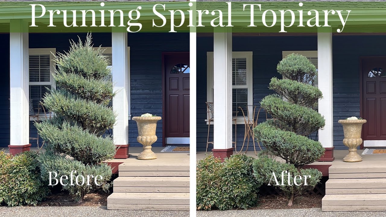 Pruning Spiral Juniper Topiary 🌳[TheHappyPlaceGarden]