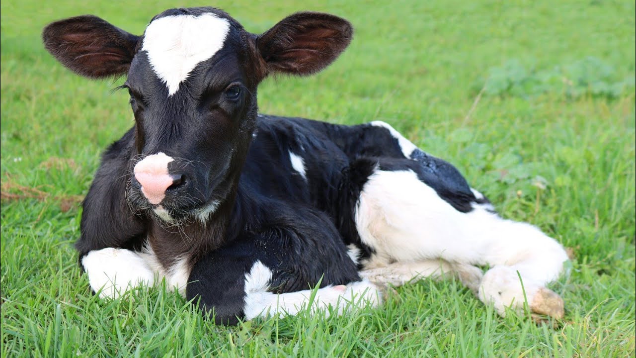 No more Death of your Calves.  Calf Management on your Farm #farming  #dairyfarming  #newvideo