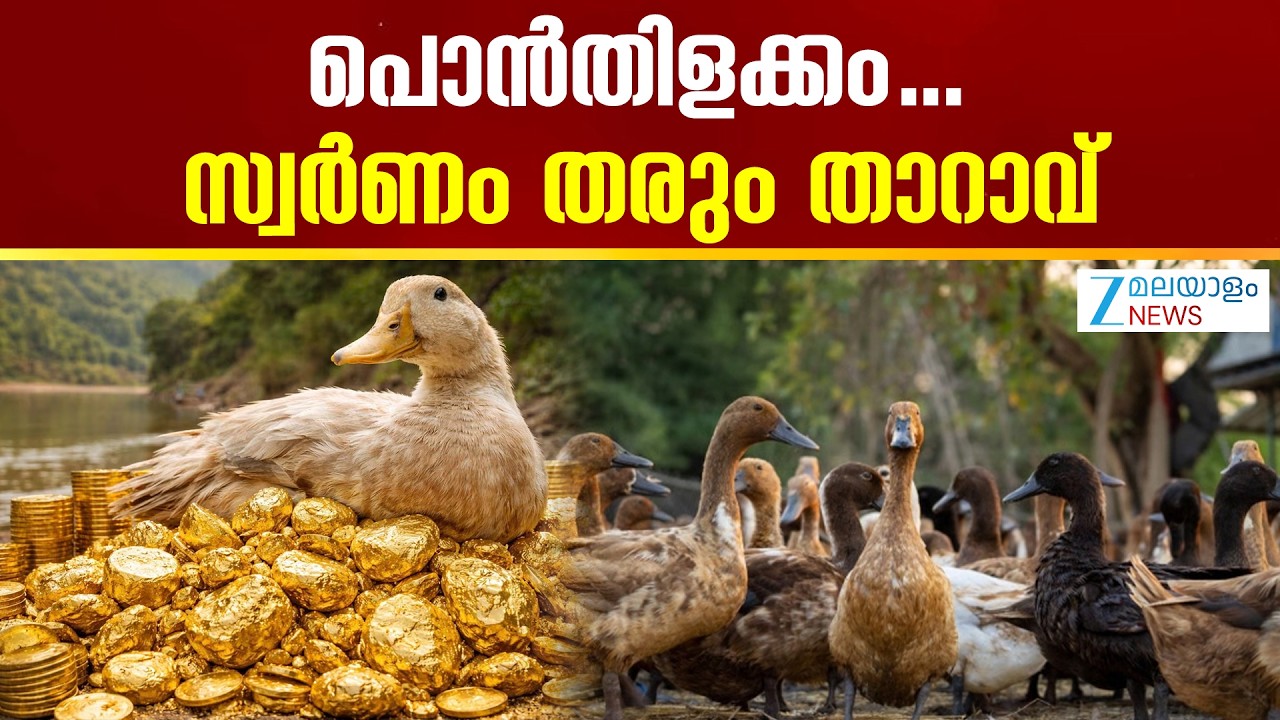 Chinese Villager found Gold Inside Duck | പൊന്‍തിളക്കം..സ്വർണം തരും താറാവ്