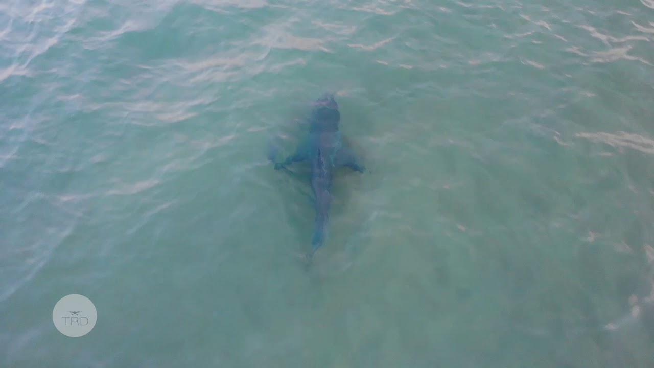 White Shark Swims Close To Beach - Drone Footage