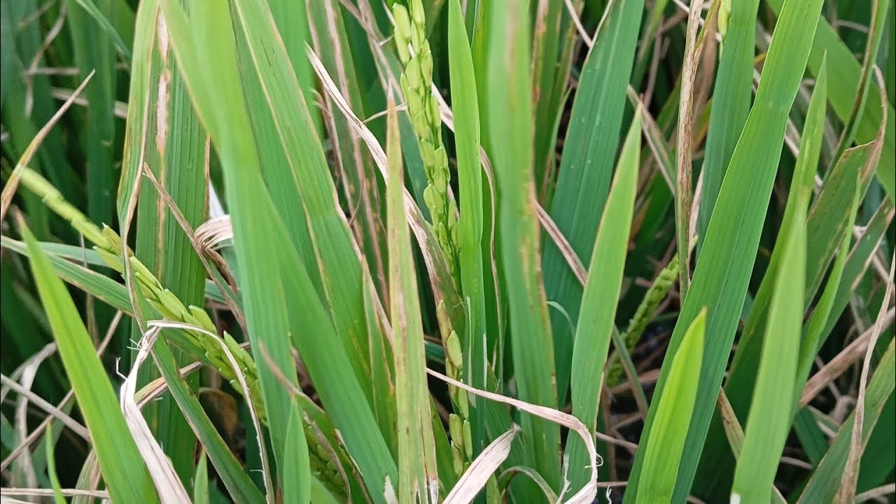 Penyakit blas pada tanaman padi