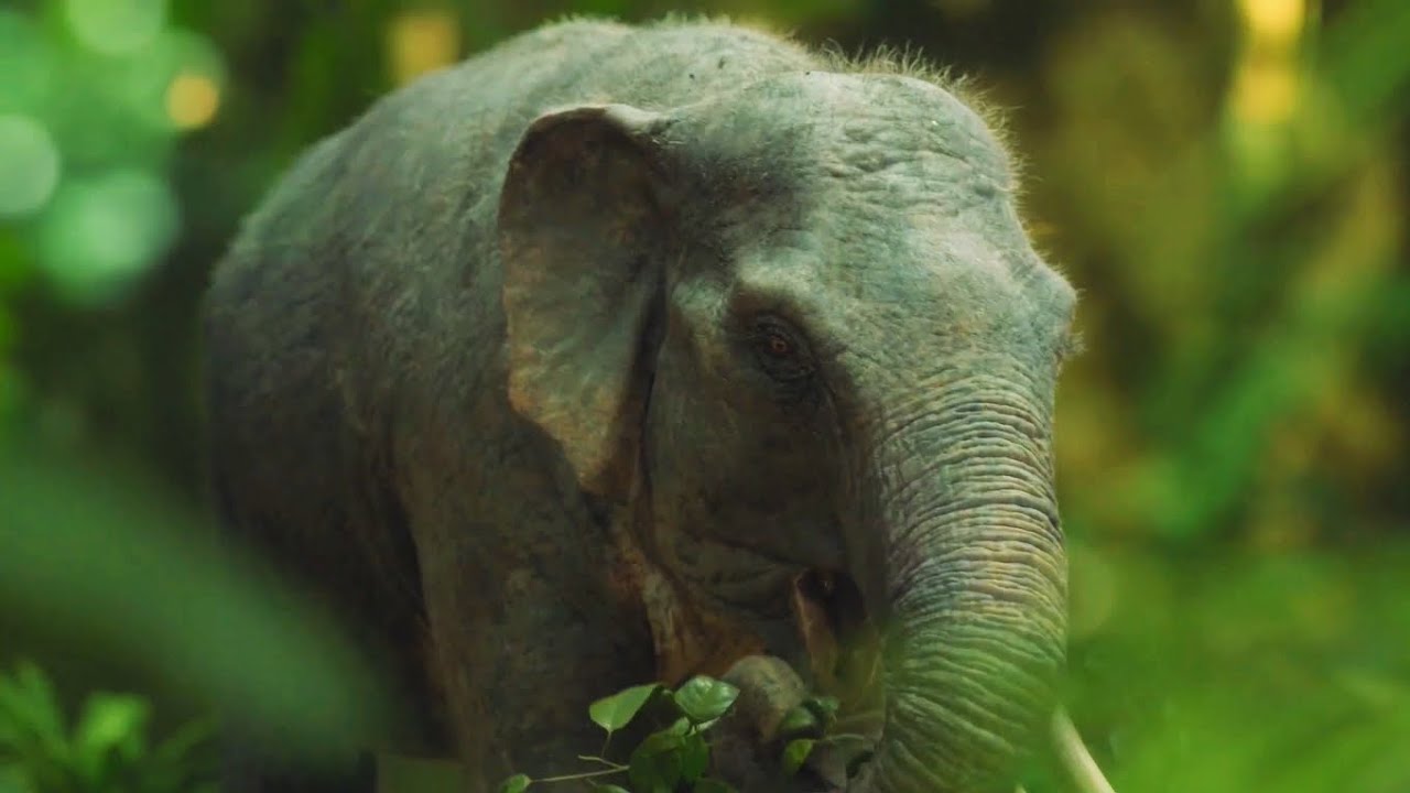 Prehistoric Planet Ice Age [2025] - Mother Dwarf Stegodon Screen Time