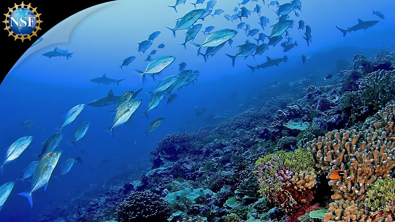 Ocean Exploration [Research Vessels & Submersibles]