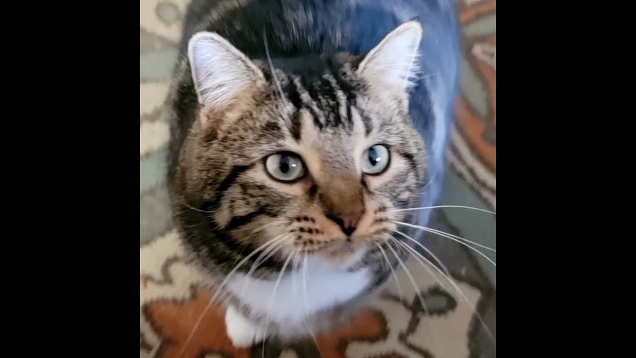 Monkey Man, a 2 year old 14 pound tabby who is a lover and never meets a stranger.