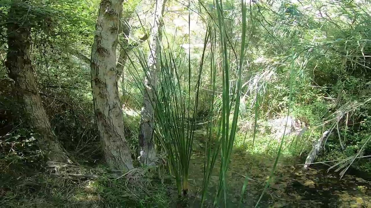 Ha-potami river exploration.