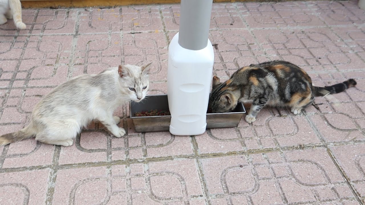 Comedero casero para Gatos Callejeros