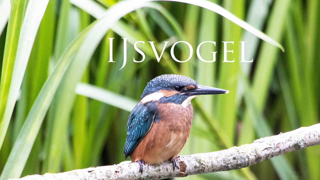 IJsvogels