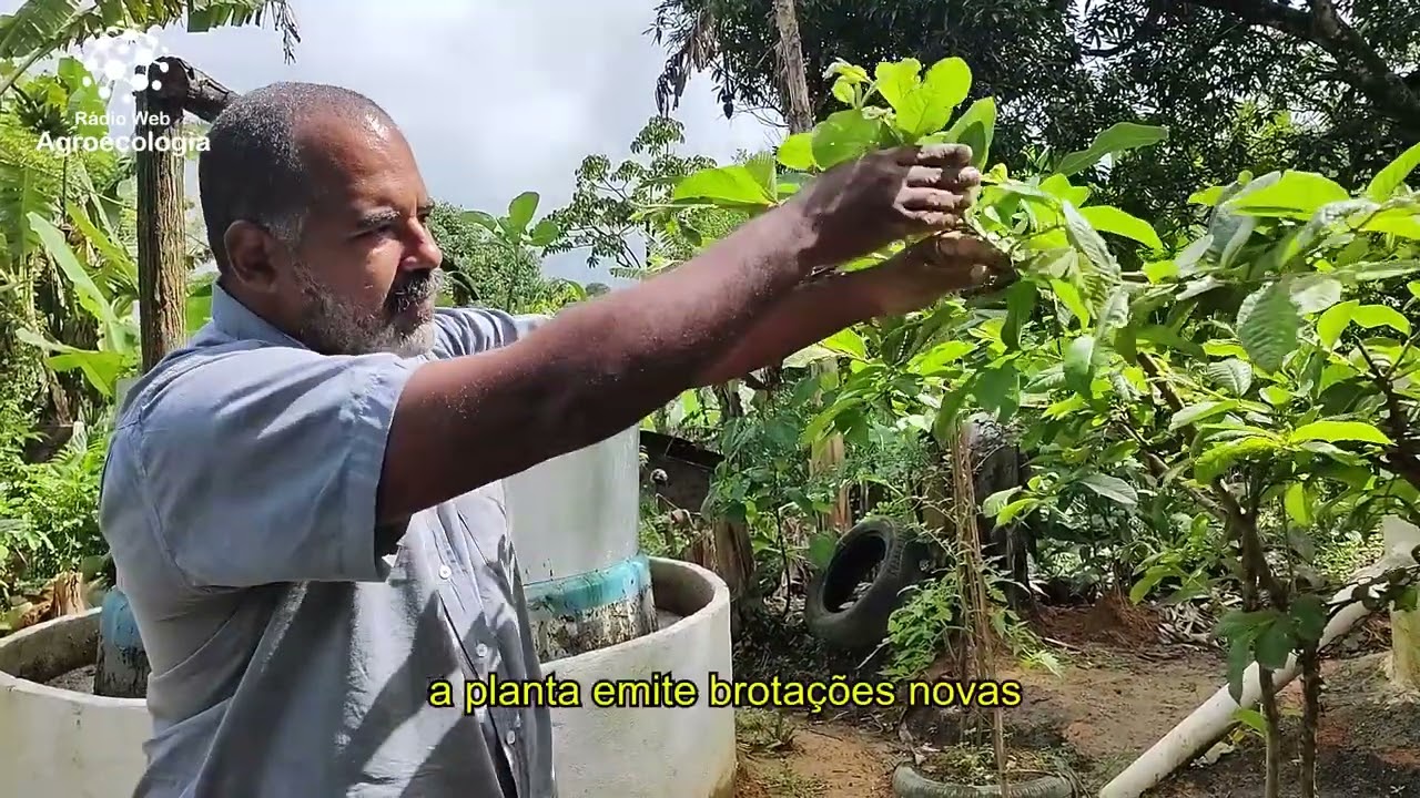 Psilídeo da goiabeira - Pragas da goiabeira