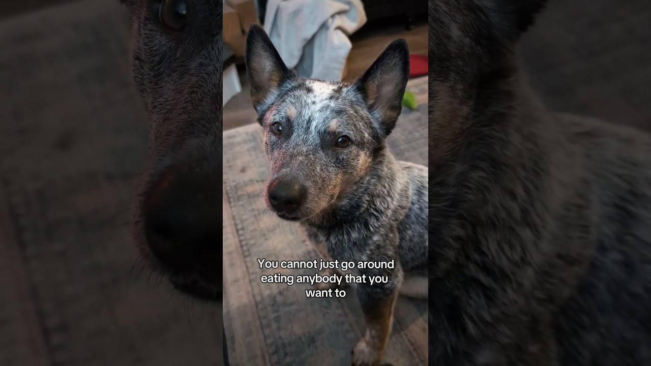 spicy queen gonna spice #bluey #australiancattledog #cowdog #blueheeler #riften #skyrim #dogs