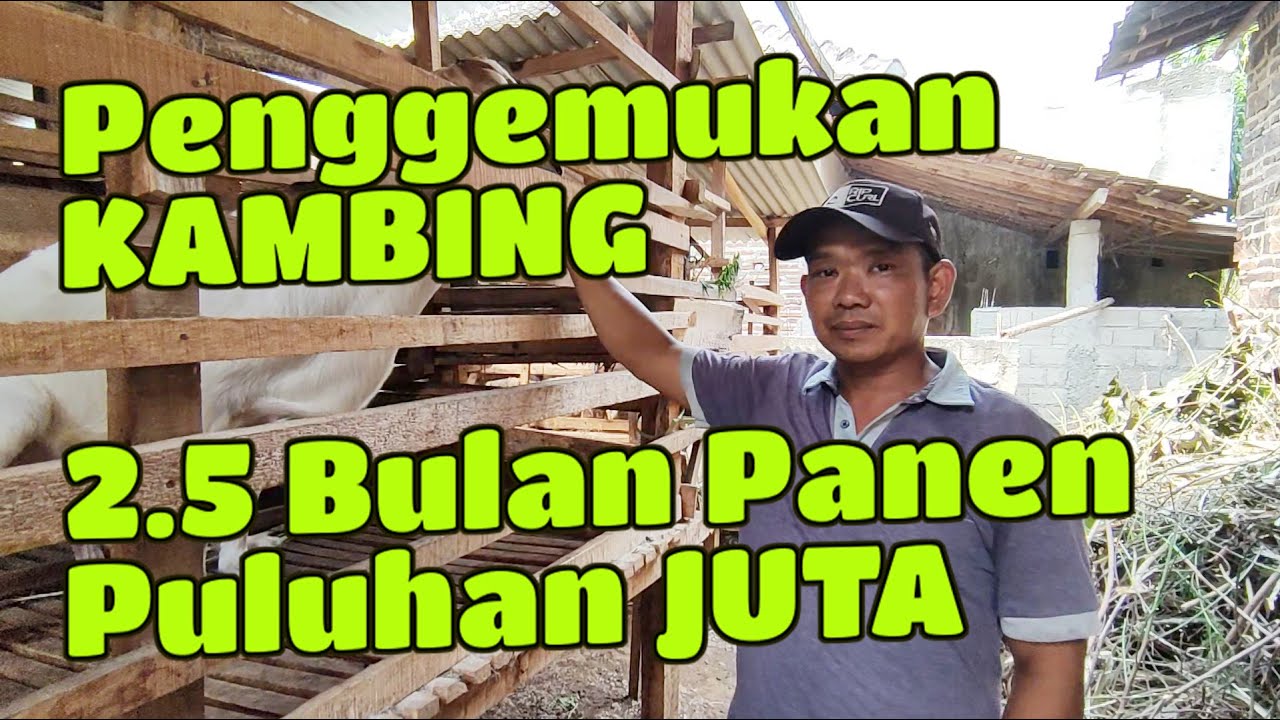 RUGI TIDAK NONTON !!! SUKSES PENGGEMUKAN KAMBING 2,5 BULAN PANEN PULUHAN JUTA RUPIAH