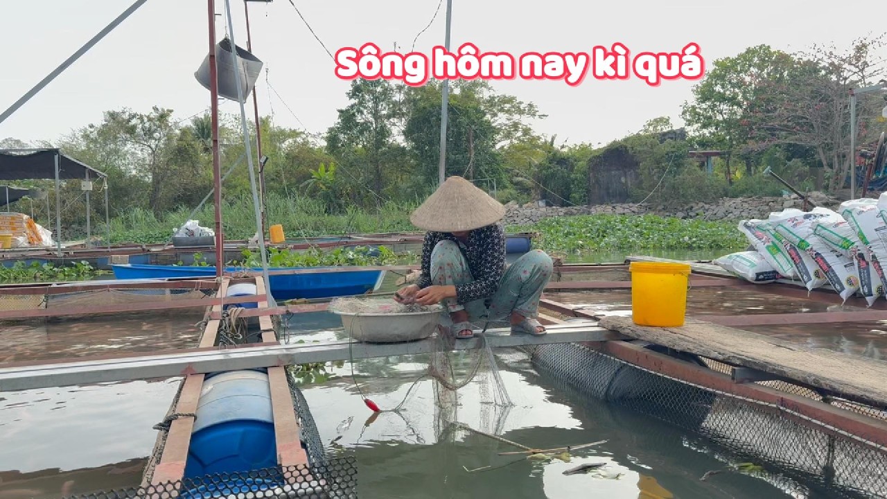 Đi kéo cá sác trúng ít cá. Sông hôm nay không ủng hộ rồi #ngườiđồngtháp