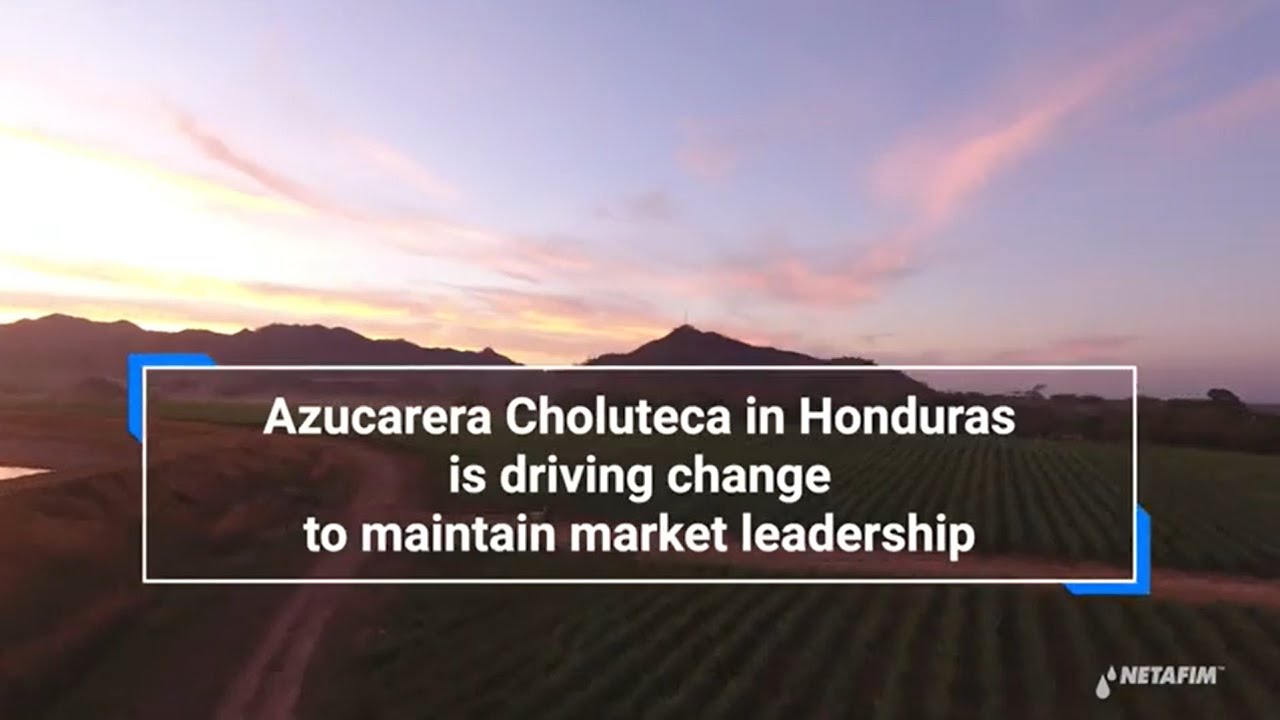 Sugarcane Honduras: 120% yield increase I Netafim
