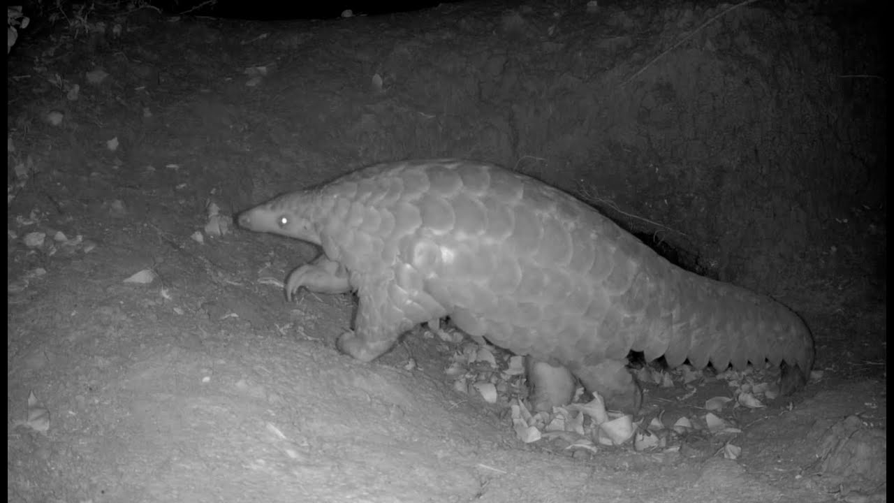 Pangolins In The Wild | Caught On Camera