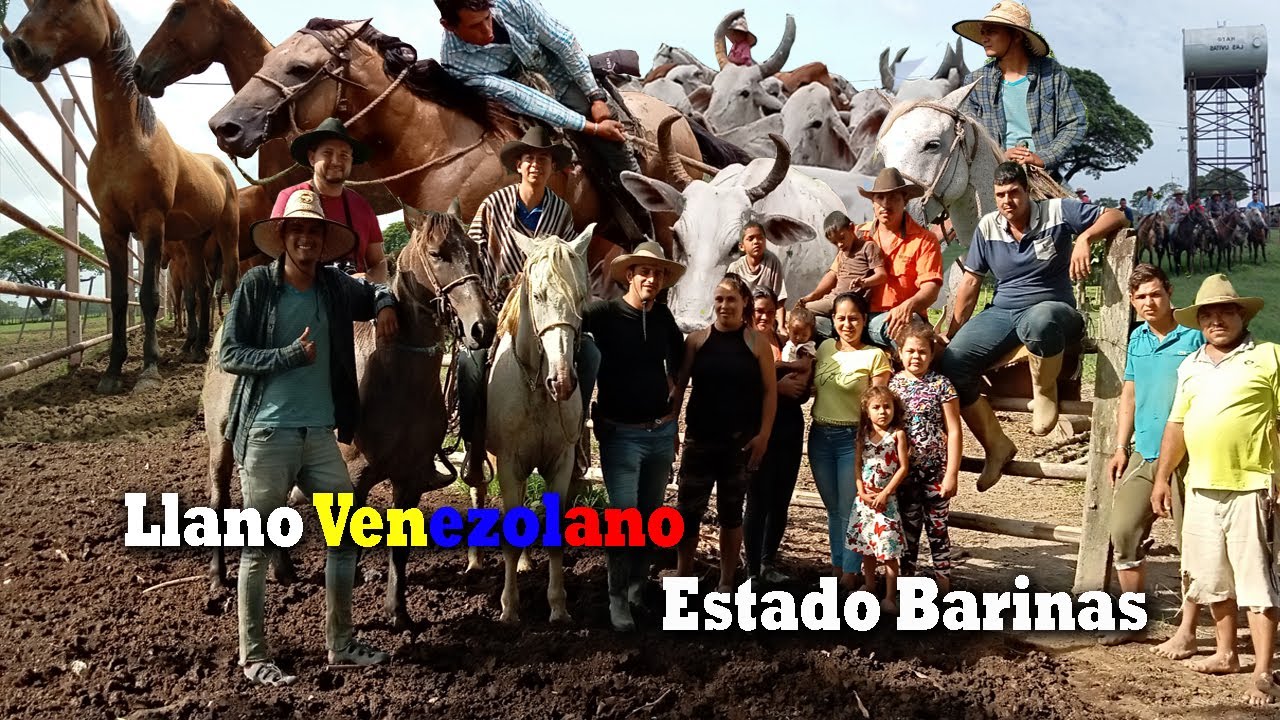 LLANO VENEZOLANO - Faenas de llano en el Estado Barinas [SEGUNDA PARTE]